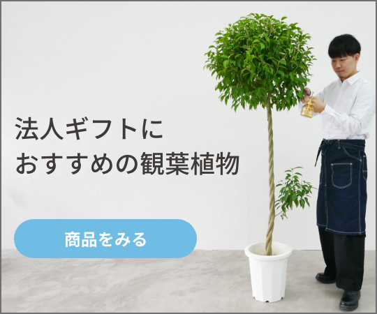 観葉植物の商品一覧へ