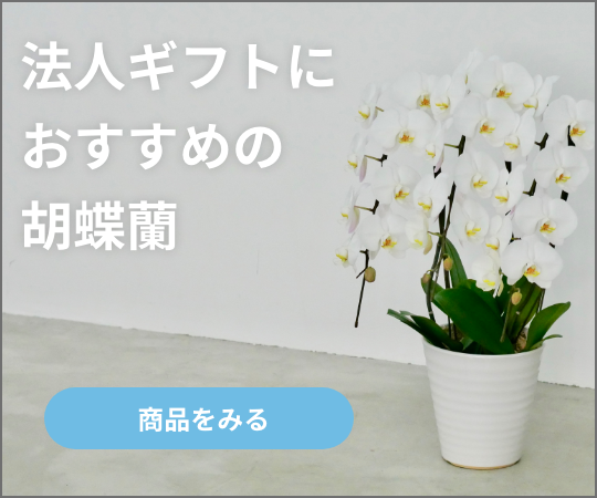 胡蝶蘭の商品一覧へ